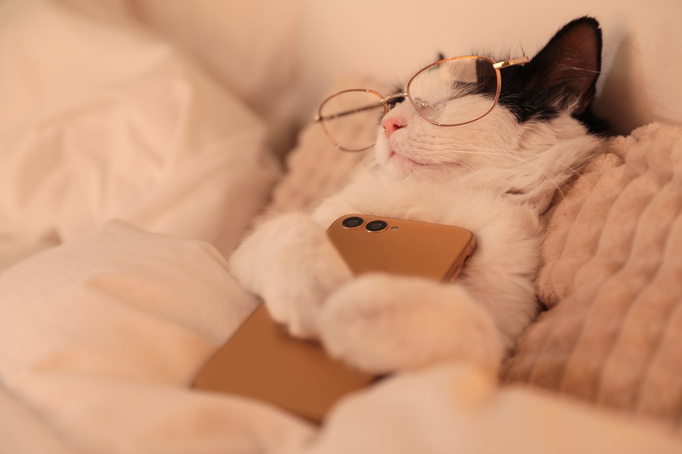 Cute Cat with Glasses and Smartphone Sleeping on Bed at Home